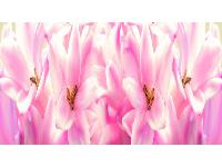 �������� ������ SP 006