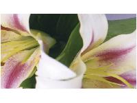 �������� ������ SP 007