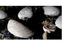 �������� ������ SP 009