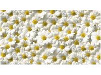 �������� ������ SP 19