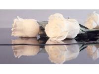 �������� ������ SP 33