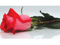 �������� ������ SP 32